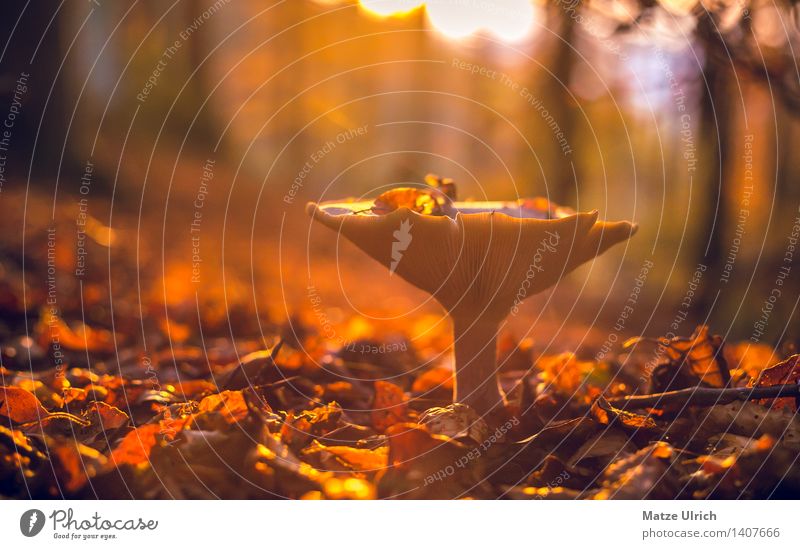 Pilz im Wald Umwelt Natur Sonne Sonnenaufgang Sonnenuntergang Sonnenlicht Herbst Schönes Wetter Wildpflanze Blatt Wärme einzigartig Wildpilz Farbfoto