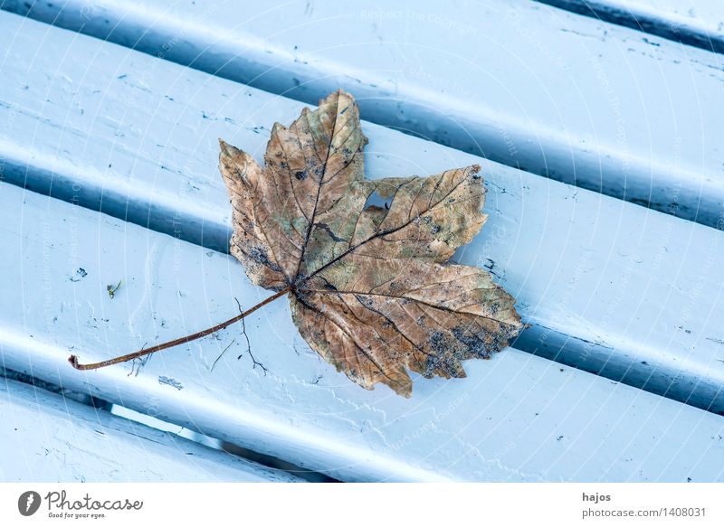 herbstlich verfärbtes Blatt auf einer Bank Natur Pflanze Herbst glänzend ästhetisch hell trocken blau braun Parkbank Holzbank farbig prächtig Jahreszeiten
