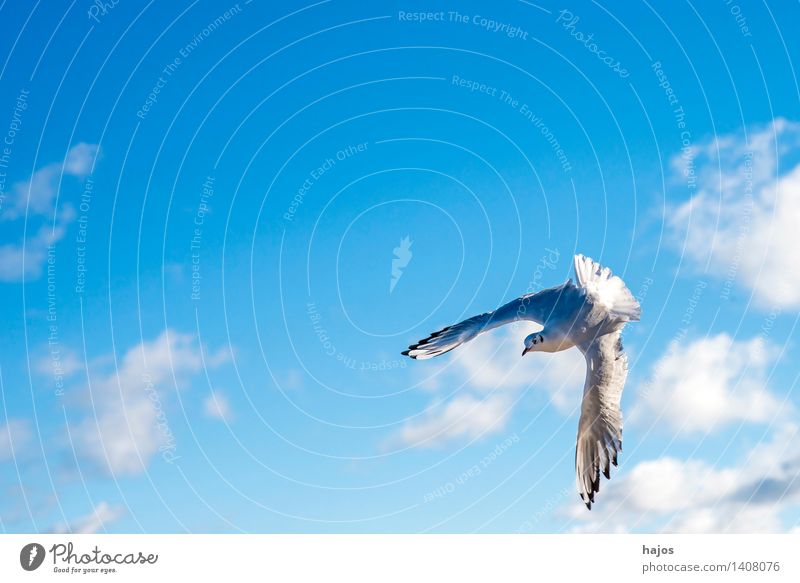 Lachmöwe beim Flug Tier Ostsee Wildtier Vogel 1 fliegen maritim blau Möwe Himmel einzeln flügel verdreht Farbfoto Außenaufnahme Menschenleer Textfreiraum links