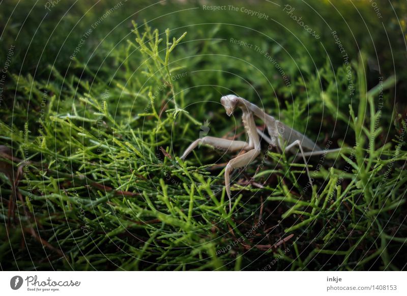 Die Gottesanbeterin auf der Hecke. Natur Pflanze Tier Sommer Herbst Blatt Grünpflanze Garten Park Wildtier Insekt gespenstheuschrecke Heuschrecke 1 beobachten