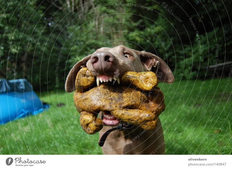 Dobermann...äh Frau, im Glück Hund Spielen Spielzeug beißen Garten Nase Biss Spielzeughund Gummitier Fehlfarbe gehorsam Treue Geschwindigkeit schön Säugetier