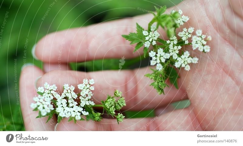 Sanftes Grün schön Haut harmonisch Sinnesorgane Sommer feminin Frau Erwachsene Hand Finger Natur Pflanze Frühling Blume Blüte berühren festhalten frisch grün