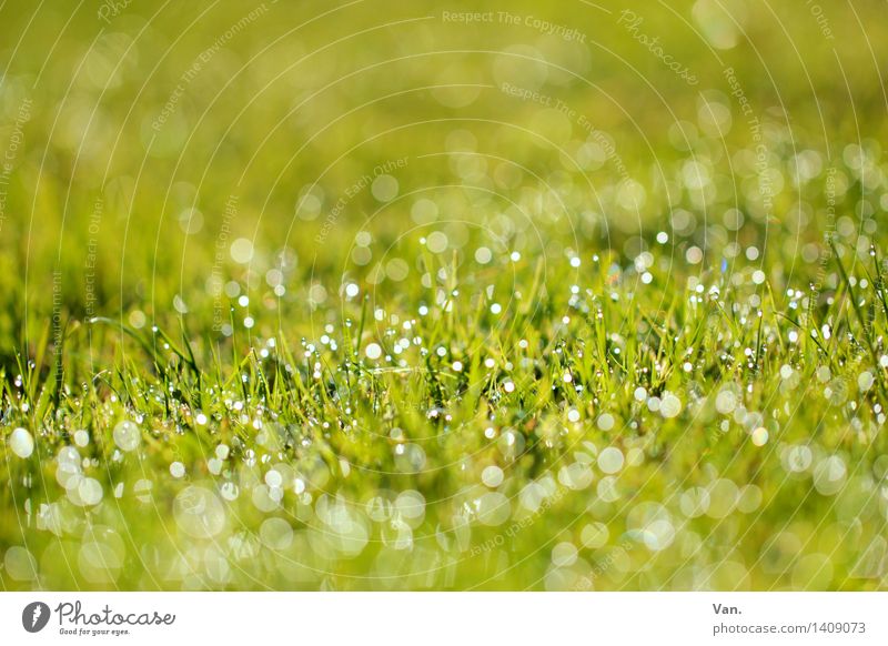 Morgens halb 10... Natur Pflanze Wassertropfen Gras Halm Tau Garten Wiese glänzend frisch grün Farbfoto mehrfarbig Außenaufnahme Makroaufnahme Menschenleer