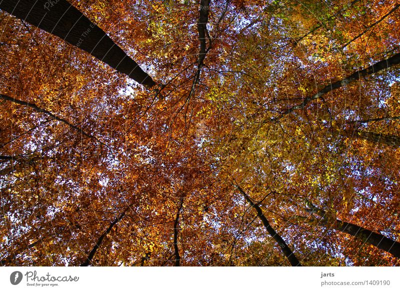 überdacht Pflanze Himmel Herbst Schönes Wetter Baum Blatt Wald frisch hell natürlich schön Gelassenheit ruhig Natur Baumstamm Laubbaum Farbfoto mehrfarbig