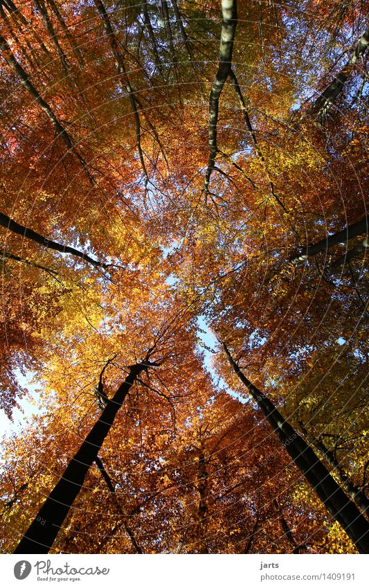 bunter himmel Umwelt Natur Pflanze Himmel Herbst Schönes Wetter Baum Blatt Wald groß hell natürlich schön Zufriedenheit Gelassenheit ruhig Blätterdach