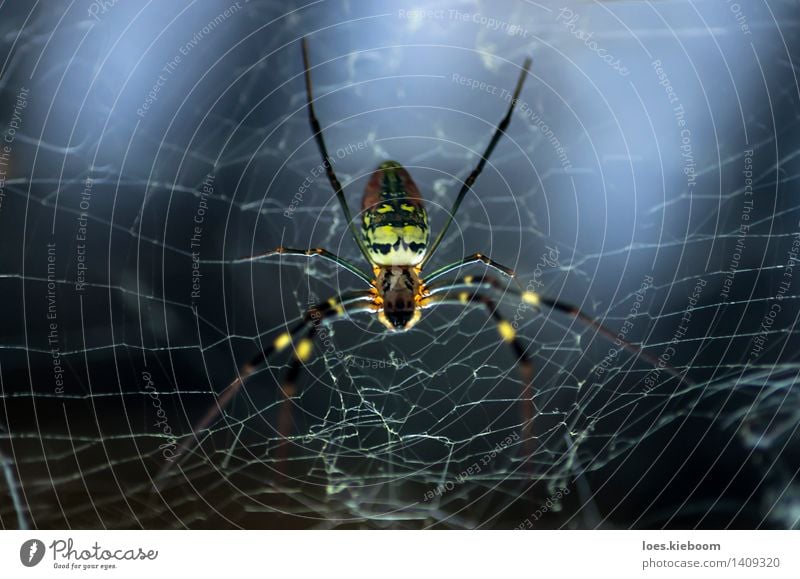Arachnophobia Ferien & Urlaub & Reisen Spinne 1 Tier dunkel gigantisch wild blau mehrfarbig gelb rot Angst Entsetzen Todesangst Abenteuer Risiko Tradition