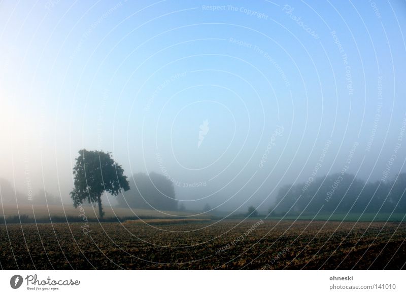 Ein Traum in Baum Einsamkeit Feld Rasen Morgen zart Himmel blau Dunst Nebel schön ruhig Beginn harmonisch Natur Hoffnung Neuanfang Landschaft Außenaufnahme