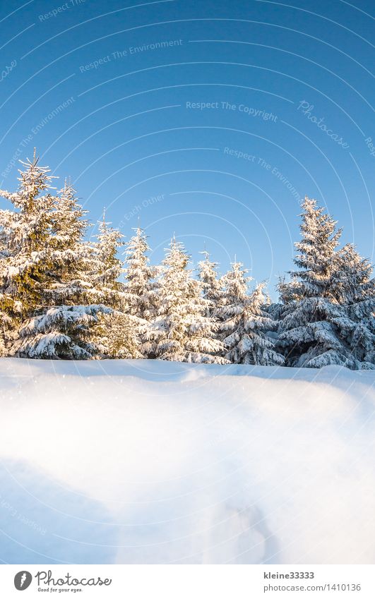 Waldlandschaft im Winter Ferne Sonne Berge u. Gebirge Skipiste Natur Baum blau weiß Baumstumpf Bayern fernsehturm Fichte Postkarte himmel Skilanglauf