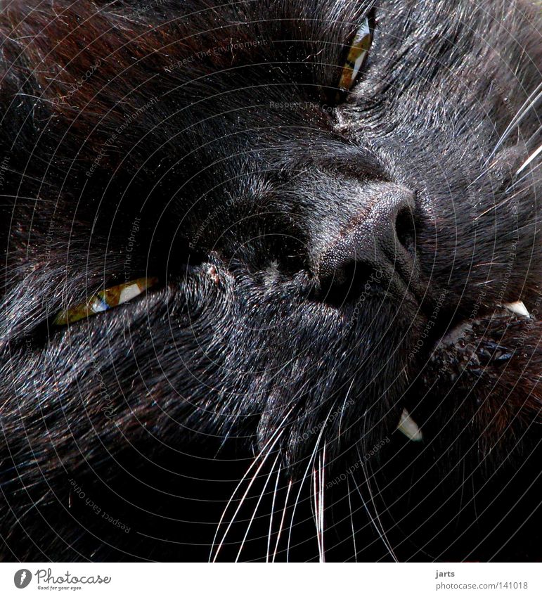 liebes biest Katze schwarz Tier Auge Blick Beleuchtung Hauskatze Angst hypnotisch Vampir Werwolf Katzenauge gruselig Stofftiere Dracula böse Schnauze Haustier
