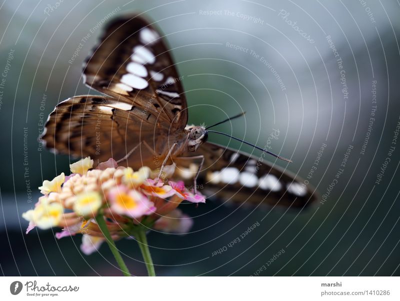 Pause einlegen und Nektar schlürfen Tier Schmetterling Flügel Zoo 1 Stimmung Schmetterlingsblütler Schmetterlingshaus Blüte Pflanze Fühler Farbfoto