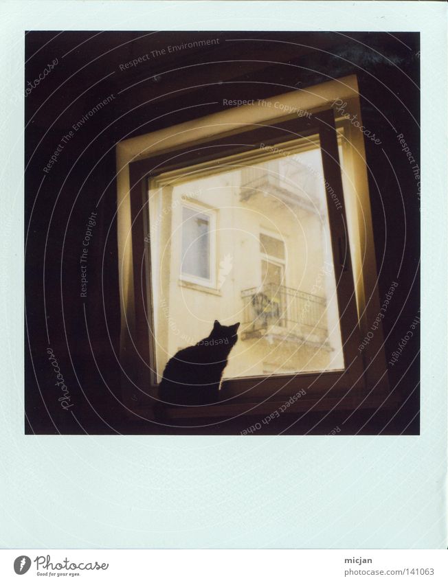 My first Polaroid analog 600 Katze dunkel schwarz Miau Fenster Aussicht sitzen hocken beobachten schön Tier Haustier Fensterscheibe offen warten Licht Quadrat