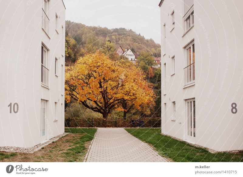 autumnal colours Umwelt Natur Landschaft Pflanze Baum Stadtrand Haus Stein wählen Erholung gehen genießen Häusliches Leben Stimmung ästhetisch Zufriedenheit