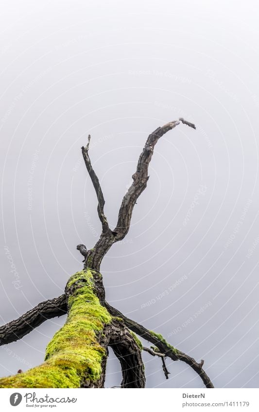 Krake Wasser Herbst Wetter Nebel Baum Moos Seeufer Flussufer grau grün schwarz ruhig Totholz alt Farbfoto Außenaufnahme Menschenleer Textfreiraum links