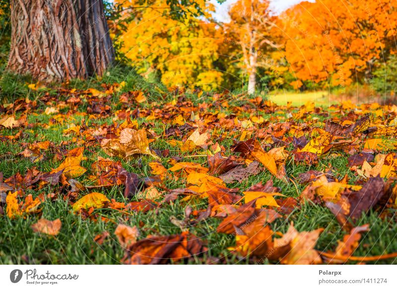 Herbstlaub unter einem Baum im Fall schön Sonne Umwelt Natur Landschaft Pflanze Blatt Park Wiese Wald hell natürlich braun gelb gold grün rot Farbe fallen