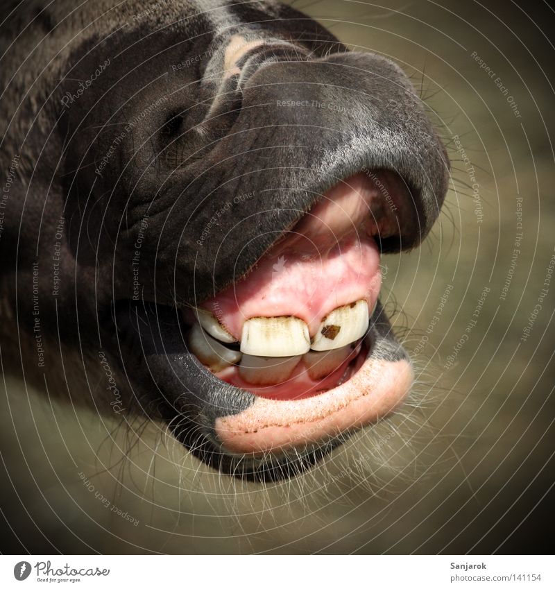 Beim Zahnarzt Pferd Zahnfleisch Bart Zahncreme Zahnbürste Angriff Defensive sprechen wiehern Schlachthof Nüstern Angst Panik Kommunizieren Säugetier Gebiss