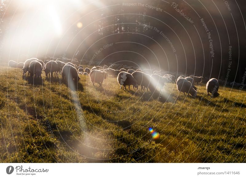 Sheep in Space Natur Schönes Wetter Wiese Tier Nutztier Schaf Tiergruppe Herde Stimmung Farbfoto Außenaufnahme Menschenleer Textfreiraum unten Abend
