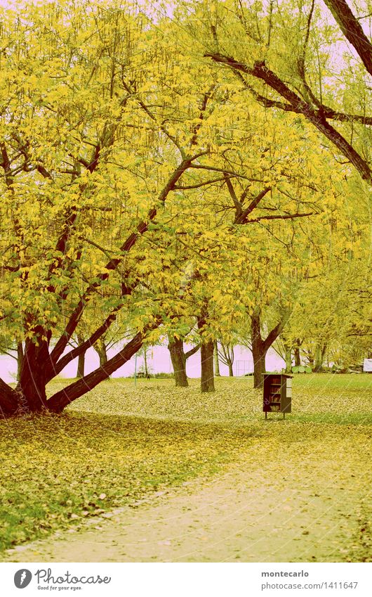 büchertausch Umwelt Natur Landschaft Pflanze Herbst Wetter Baum Gras Blatt Grünpflanze Wildpflanze Park Wiese Seeufer Papier Buch Bücherregal Holz Kunststoff
