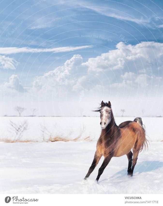 Verspieltes Pferdchen im Winter Schnee Natur Schönes Wetter Tier 1 Gefühle Freude Kraft Aktion Pferdestall Araber Vollblut Himmel spaßig Tierhaltung Spielen