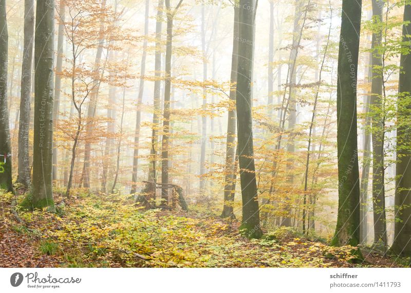 Autumn Leaves Natur Herbst Nebel Baum Sträucher Blatt Wald gelb grün Herbstwald Baumstamm Herbstlaub Nebelwald Außenaufnahme Menschenleer