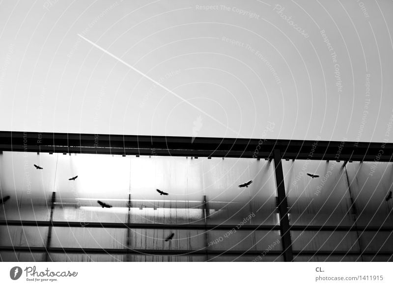 flugbewegungen Himmel Wolkenloser Himmel Schönes Wetter Luftverkehr Flugzeug Vogel fliegen Schwarzweißfoto Außenaufnahme Menschenleer Tag