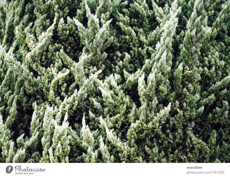 verde. Baum Tampere Nadelblattbaum Gelblich Oberfläche Unebenheiten Nutzholz Blatt