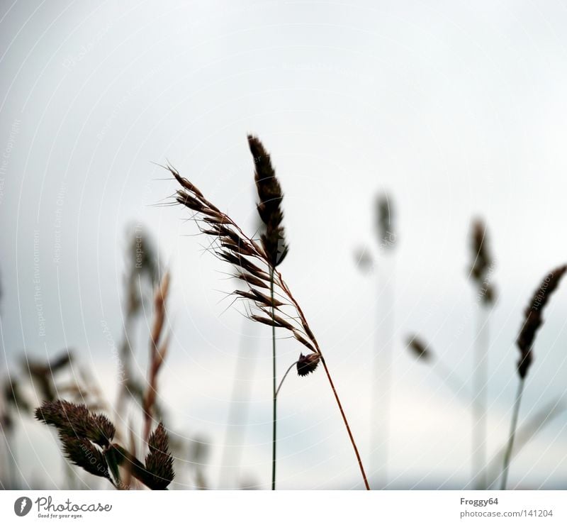 Grasgeflüster Wiese Bergwiese Himmel Pause Erholung laufen Lebensraum Ähren Samen Stengel Blüte Wind wiegen Sommer spatziergang Wolken Flüstern