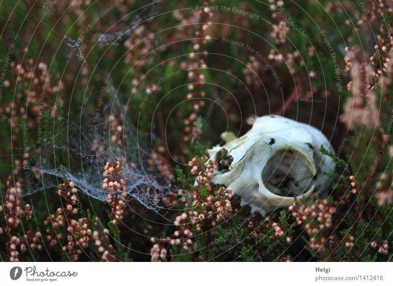 Helgiland II | makaber... Umwelt Natur Pflanze Tier Herbst Nebel Wildpflanze Heidekrautgewächse Moor Sumpf Tierschädel Spinngewebe liegen Wachstum authentisch