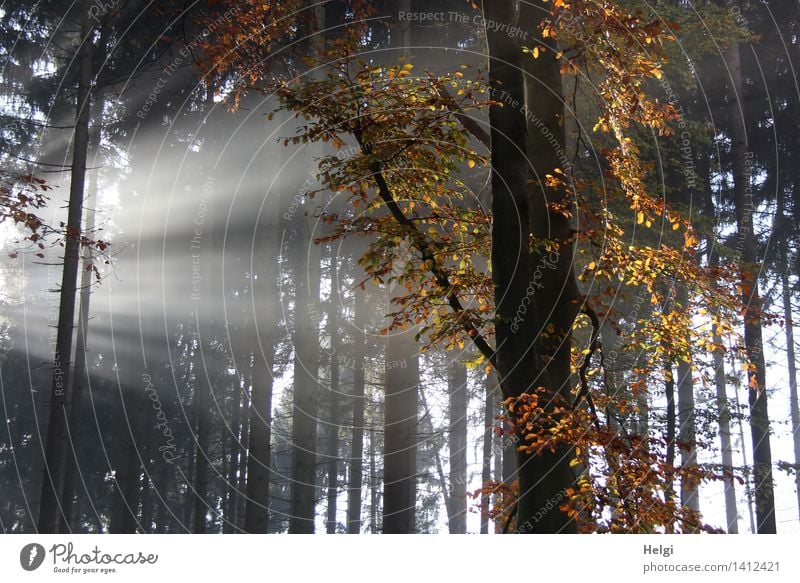 Helgiland II | Spot an... Umwelt Natur Landschaft Pflanze Herbst Schönes Wetter Baum Blatt Fichte Buche Baumstamm Wald leuchten stehen Wachstum ästhetisch