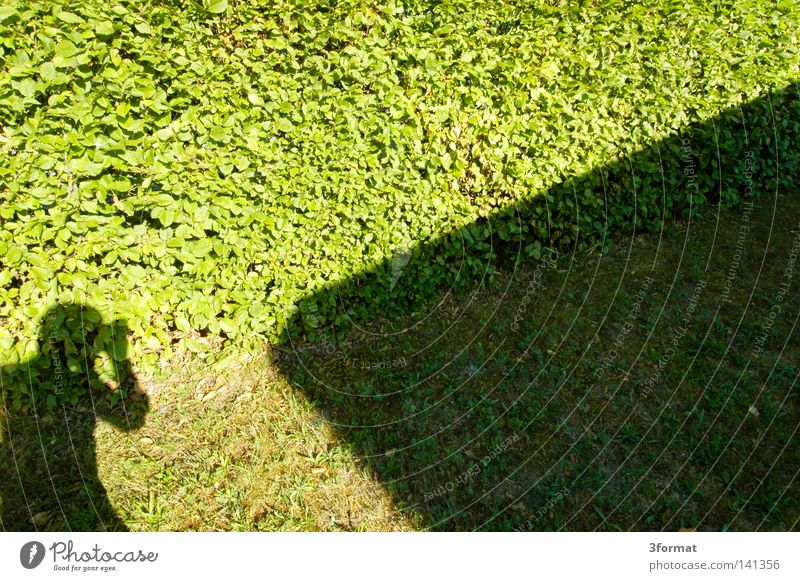 klotzen, nicht glotzen Schattenspiel Licht Sonnenlicht hell Sommer Hecke Blatt Wand Mauer Grenze Gras Mann Fotograf Fotografieren positiv gerade aufstrebend