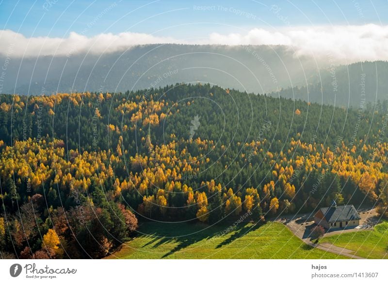 Blick herbstlich verfärbten Wälder der Vogesen Tourismus Ferne Berge u. Gebirge Natur Herbst Nebel Baum Blatt Wald Hügel blau gelb Rocher de Dabo Frankreich