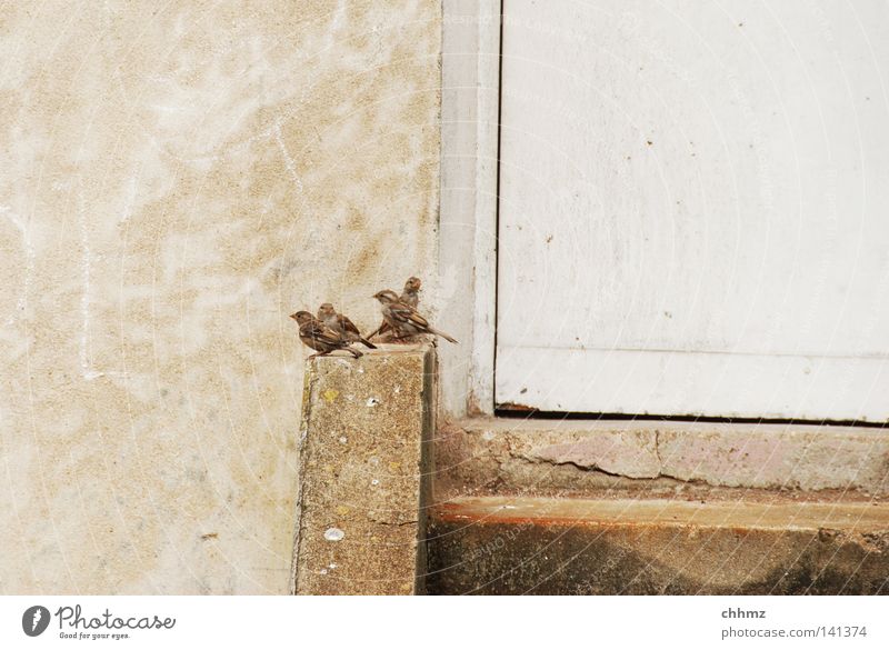 Spatzenplausch Vogel Neugier Mauer Tür Pause Erholung Herde aufdringlich lustig Leben Federvieh mehrere Einigkeit Treppe sitzen Horde Rotte warten viele