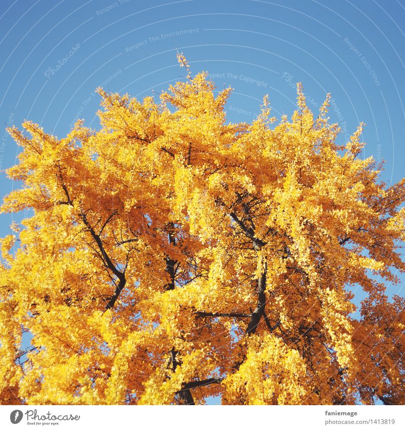golden ginkgo Natur Wolkenloser Himmel Herbst Schönes Wetter Baum Park schön Ginkgo gelb herbstlich leuchten dunkelgelb hellgelb Quadrat Wärme Außenaufnahme