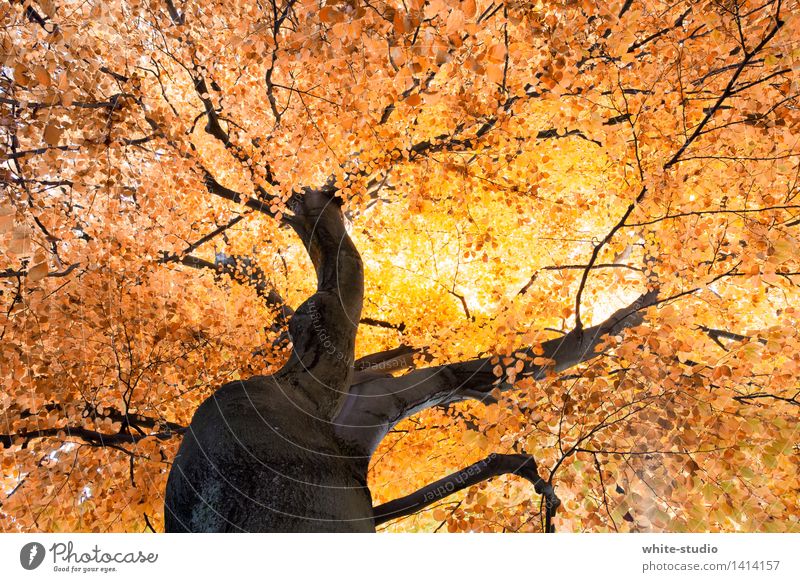 Absolute Autumn Umwelt Natur Pflanze Herbst Klima Wetter Schönes Wetter Baum träumen Leben Blattadern Abzweigung Straßenkreuzung verzweigt Baumstamm Ast Orange