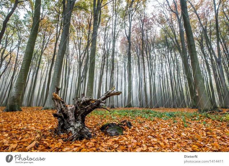 Himmelwärts Herbst Nebel Baum Wald Küste Ostsee braun grau grün Gespensterwald Mecklenburg-Vorpommern Nienhagen Farbfoto mehrfarbig Außenaufnahme Menschenleer
