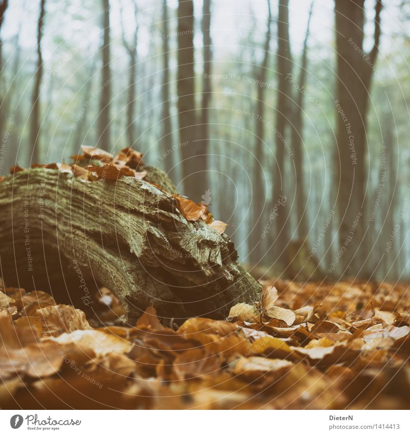 Letzte Ruhe Natur Herbst Nebel Baum Wald braun grün schwarz Gespensterwald Mecklenburg-Vorpommern Nienhagen Ast Totholz Blatt Farbfoto Menschenleer