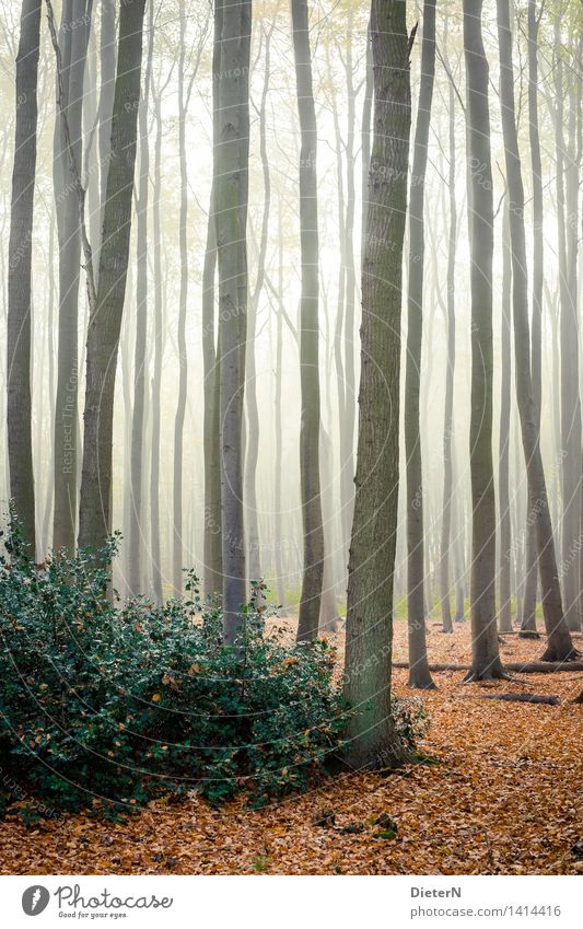 Gegenlicht Natur Landschaft Herbst Nebel Baum Sträucher Blatt Wald Ostsee braun gelb grün weiß Gespensterwald Mecklenburg-Vorpommern Nienhagen Farbfoto
