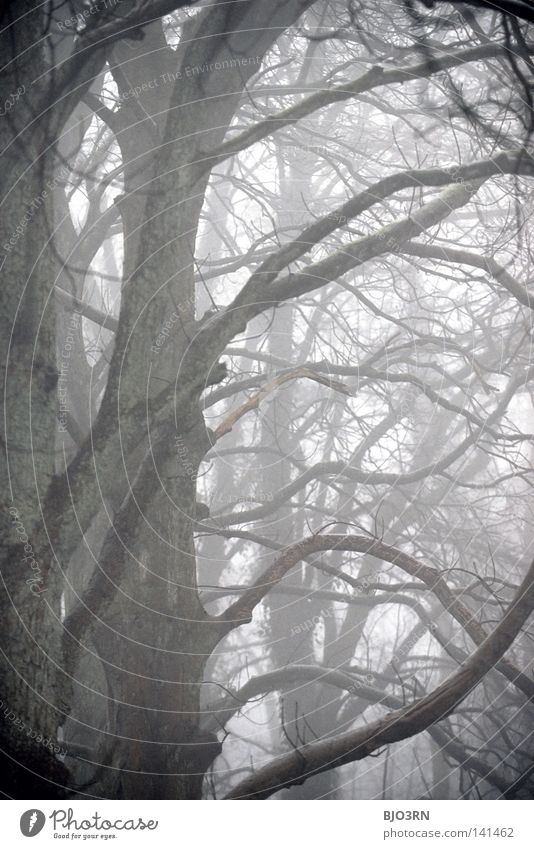 foggy woods #8 Nebel Einsamkeit kalt dunkel Baum Winter Wald nass feucht gefroren Natur Nebelstimmung ungewiss geheimnisvoll Hochformat vertikal cold tree trees