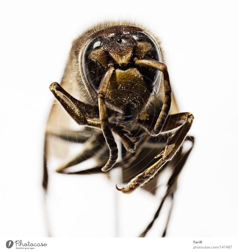 hornisse am stiel Makroaufnahme Hornissen Wespen Insekt krabbeln Fühler gefährlich klein dünn braun weiß Tiefenschärfe Nahaufnahme Detailaufnahme Kontrast Auge