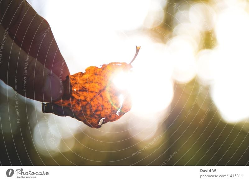 Herbstleuchten Lifestyle elegant Mensch Hand Finger 1 Kunst Kunstwerk Umwelt Natur Landschaft Pflanze Urelemente Luft Sonne Sonnenaufgang Sonnenuntergang