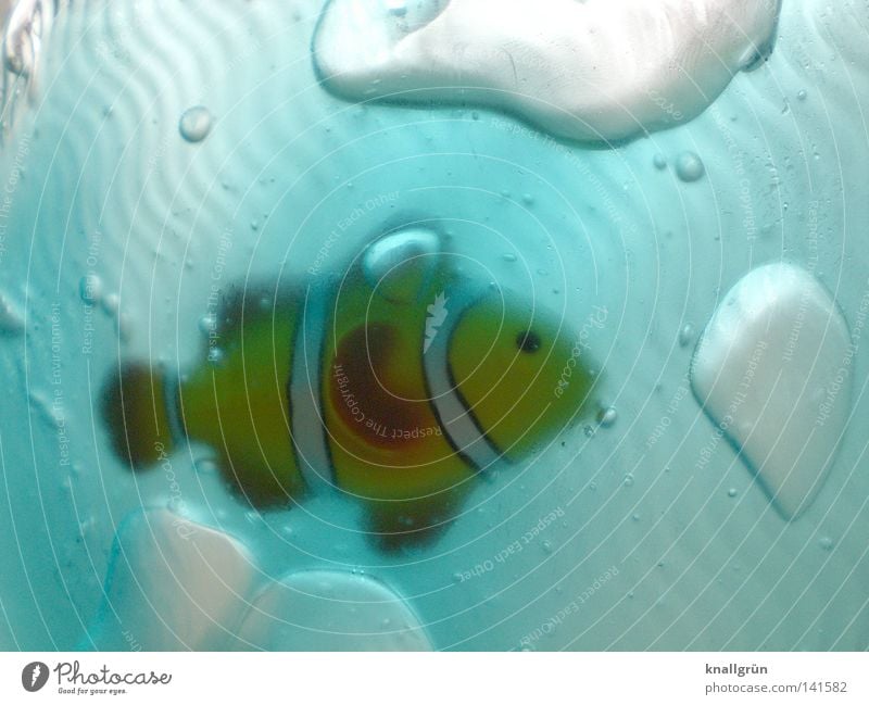 Tiefkühlfisch Fisch Clownfisch Harlekinfisch Anemonenfische Wasser Eis blau gefroren Tiefkühlkost Streifen Luftblase Wellen gelb braun Unterwasseraufnahme hell