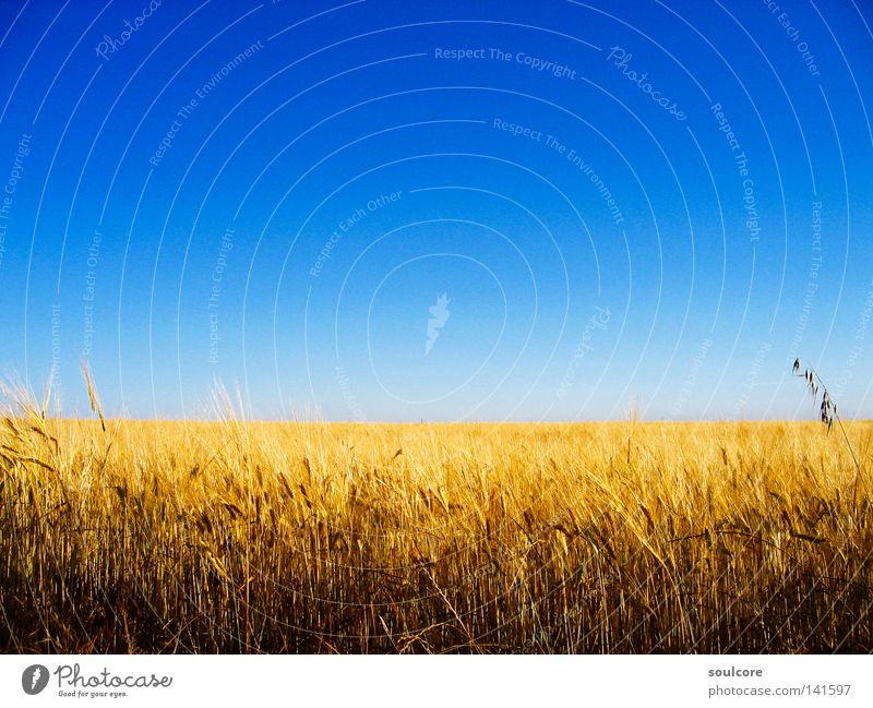 horizon Kornfeld Getreide Feld Horizont Landwirtschaft Farbe Spanien gelb blau Himmel