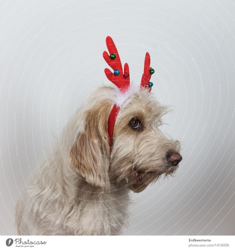 Ich war wirklich immer GAANNNZ artig! Tier Haustier Hund 1 Blick niedlich Scham Reue Rentier Kostüm Karnevalskostüm Weihnachten & Advent Farbfoto
