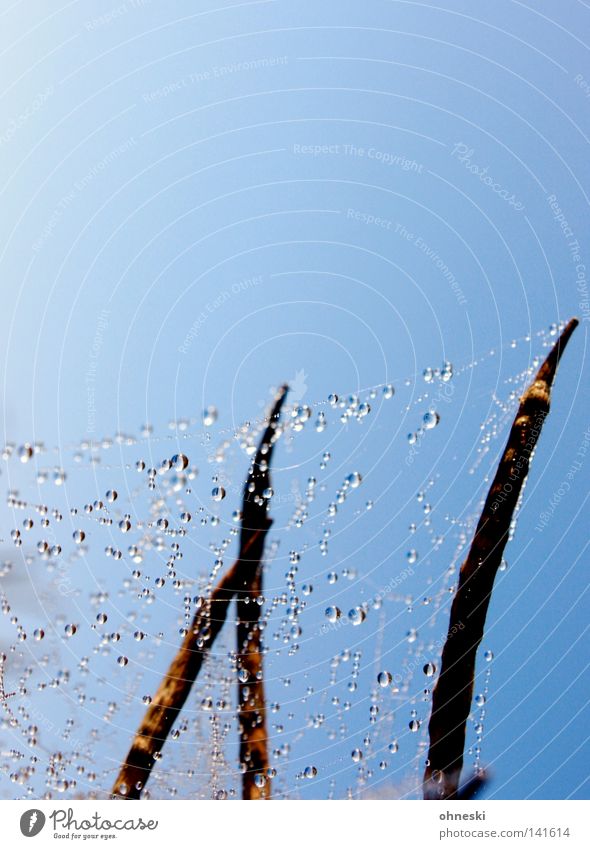 Glasperlenspiel Raps Pflanze Himmel blau Spinnennetz Sommer Wassertropfen Meteorologie Freude Kronleuchter Natur Gegenlicht Seil Wetter ohneski