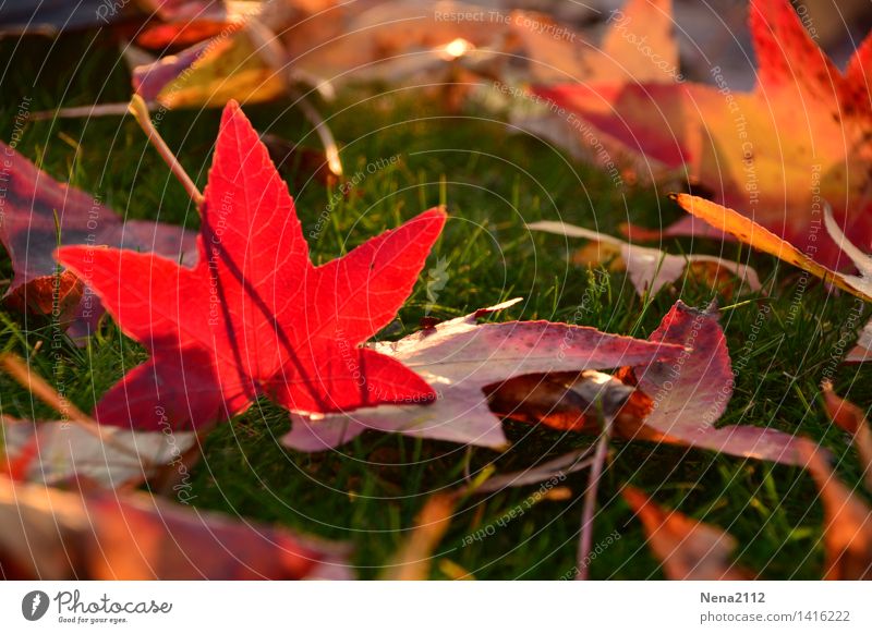 Herbstlichen Gruß Umwelt Natur Tier Erde Klima Wetter Schönes Wetter Baum Blatt Garten Park Wiese Feld Wald rot Gras Farbfoto Außenaufnahme Nahaufnahme