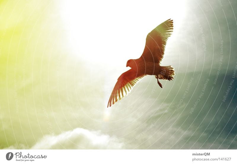 Ausflug. über den Wolken Möwe Vogel fliegen Gegenlicht Blende blenden Feder Beleuchtung gelb grau blau Höhe hoch aufwärts Schnabel Tier Natur außergewöhnlich