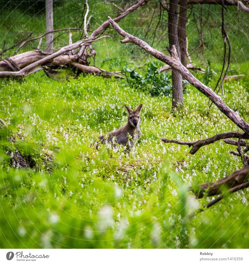 Blickkontakt Ferien & Urlaub & Reisen Ausflug Expedition Camping Umwelt Natur Pflanze Frühling Sommer Garten Park Wiese Urwald Australien Tier Wildtier Zoo
