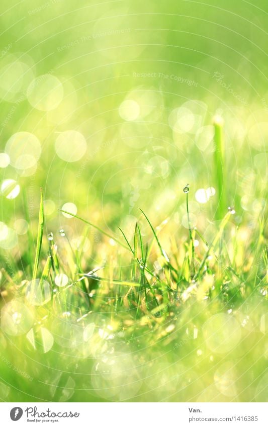 Wiesenbokeh Natur Pflanze Wassertropfen Gras hell grün Tau Farbfoto mehrfarbig Außenaufnahme Makroaufnahme Menschenleer Morgen Licht Reflexion & Spiegelung