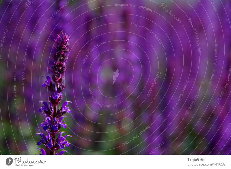 Die Farbe Lila violett Salbei Gesundheit angenehm Wellness Sträucher Unschärfe Feld Samen Blütenknospen Duft schön Sommer Pflanze Blühend Blume Heilpflanzen
