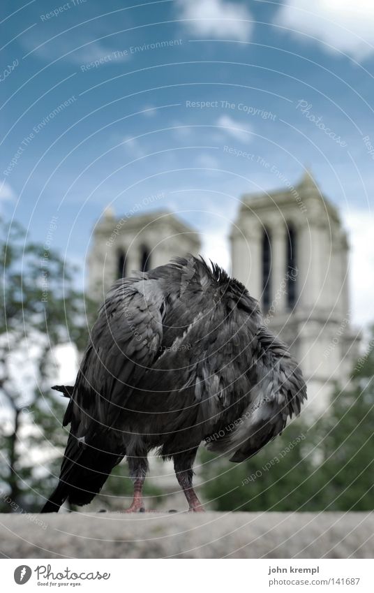 die revolution frisst ihre kinder Taube kopflos Notre-Dame Paris Frankreich Florenz Wolken blau Brücke Pont du Carrousel Wahrzeichen Denkmal Vogel