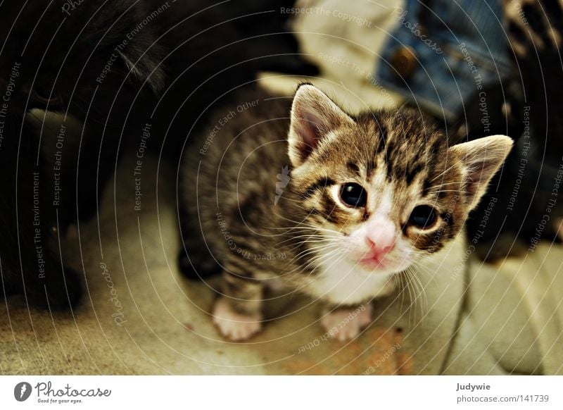 Kulleraugenkätzchen Katze klein Katzenbaby Auge rosa blau unschuldig süß niedlich kulleräugig Hauskatze verkatert Säugetier Angst Panik Vertrauen getigert